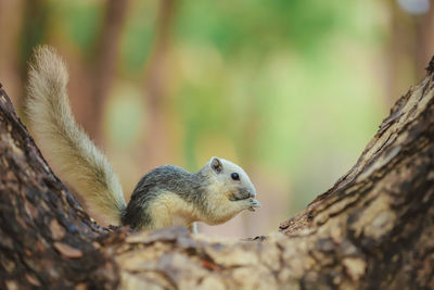 Close-up of squirrel on tree trunk