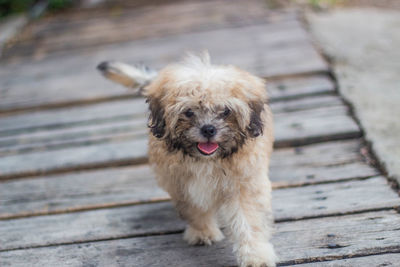 Portrait of dog on footpath