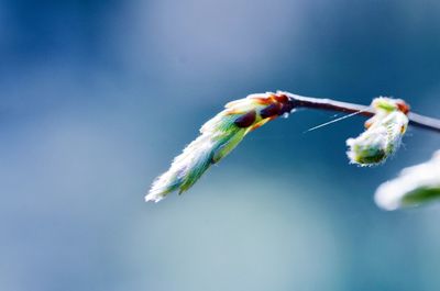 Close-up of leaf bud in spring on blue background