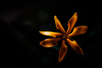 Close-up of yellow flower against black background