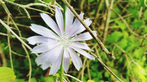 Close-up of white flower blooming outdoors