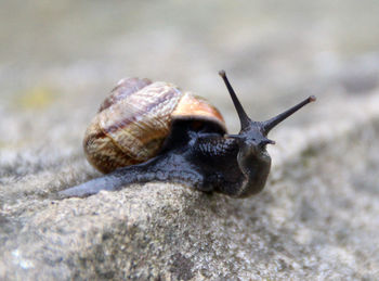 Close-up of snail