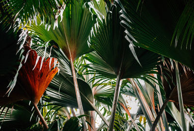 Close-up of palm tree leaves