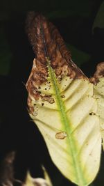 Close-up of insect