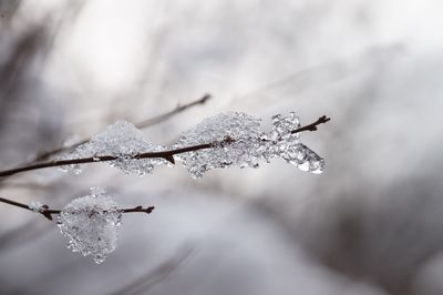 Close-up of frozen branch against sky