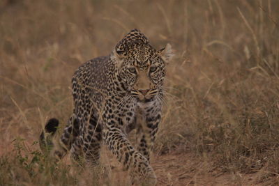 Close up of an animal on field