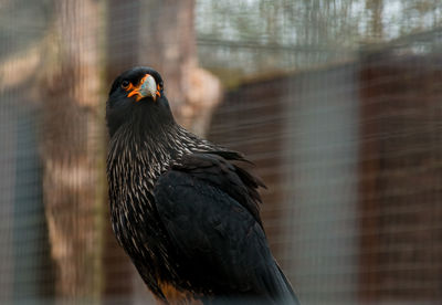 Close-up of a bird