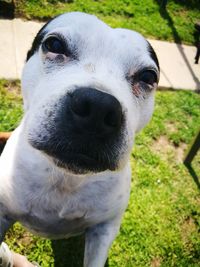 Close-up portrait of dog