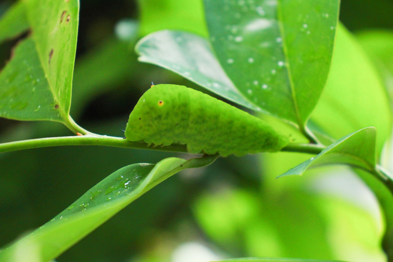 CLOSE-UP OF LEAF