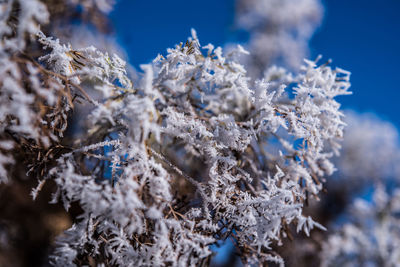 Close-up of frozen tree against sky