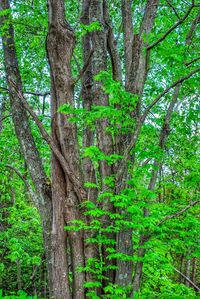 Trees growing in forest