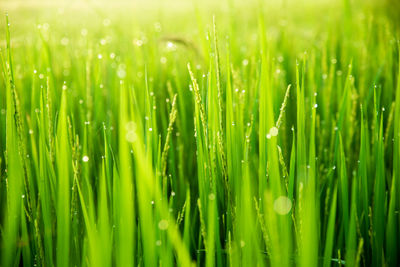 Close-up of wet grass on field