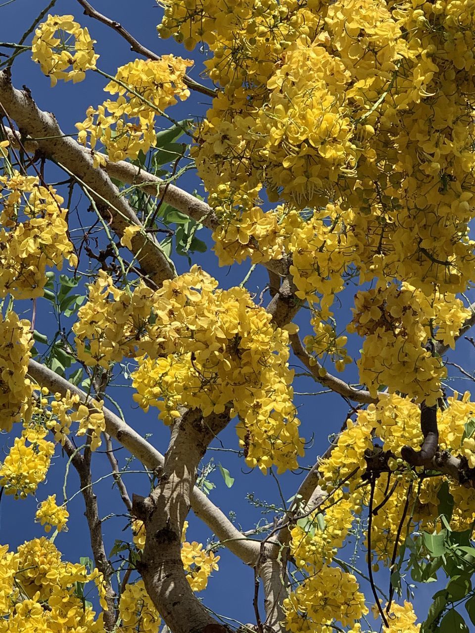 LOW ANGLE VIEW OF YELLOW FLOWERING TREE