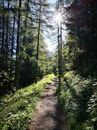 Footpath amidst trees in forest