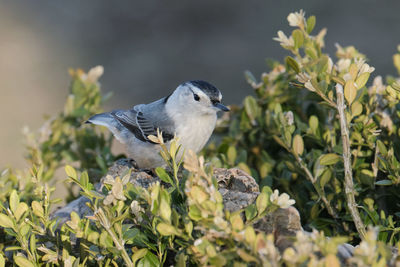 Close-up of bird perching on plant