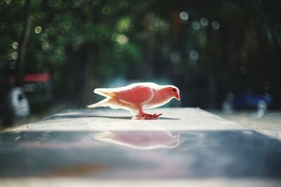 Close-up of a bird on fish