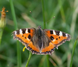 Close-up of butterfly on leaf