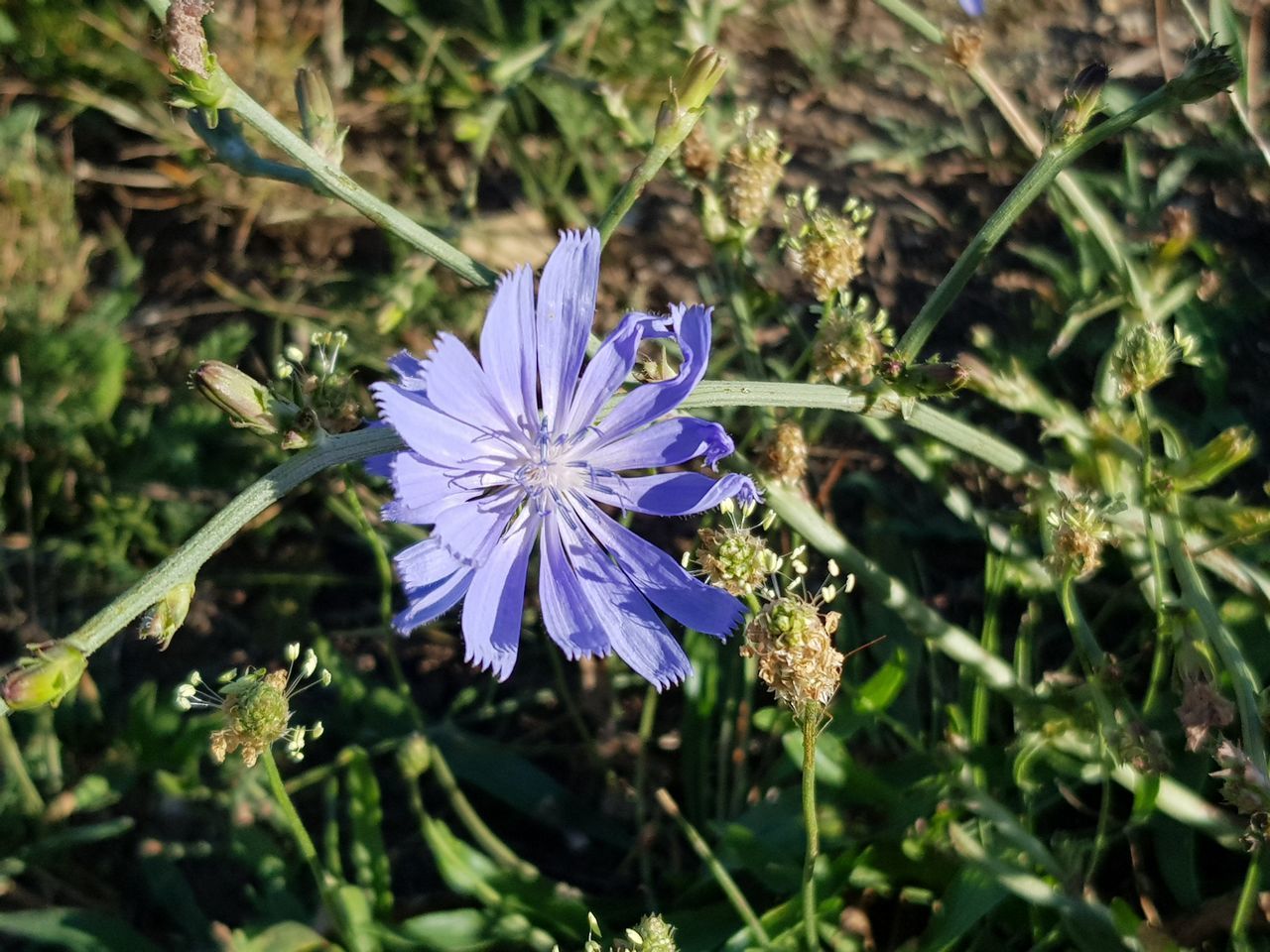 CLOSE-UP OF PURPLE BLUE FLOWER