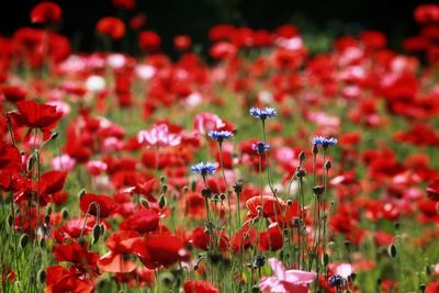 Close-up of red flowering plants on field