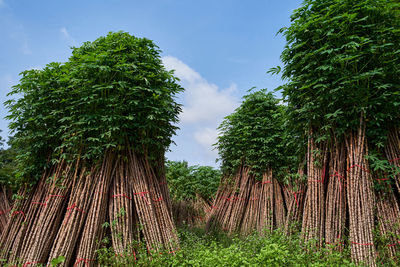 Palm trees in forest