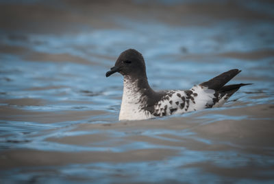 Cape petrel