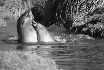 Close-up of duck swimming in lake