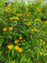 High angle view of yellow flowering plants