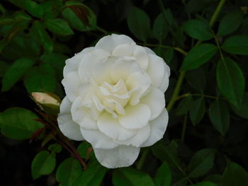 Close-up of white rose flower