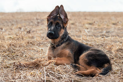 Portrait of dog relaxing on field