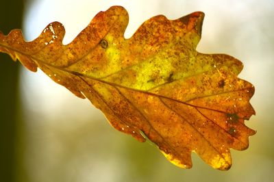 Close-up of water drops on maple leaf during autumn