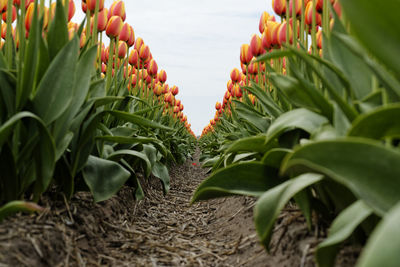 Close-up of tulips growing on field
