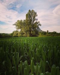 Scenic view of agricultural field against sky