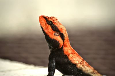 Close-up of lizard on shore