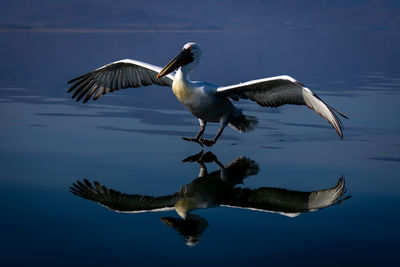 Close-up of bird flying against sky