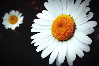 Macro shot of white daisy flower