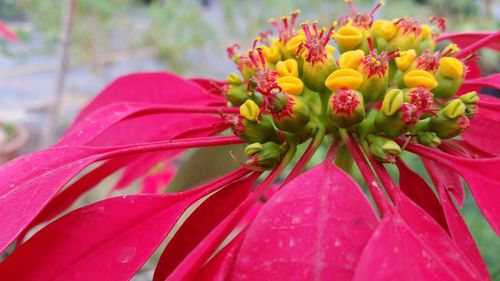 Close-up of honey bee on flower