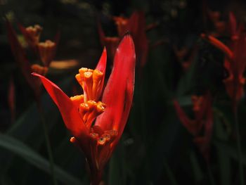 Close-up of red flower