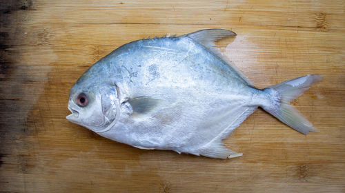 High angle view of fish on table