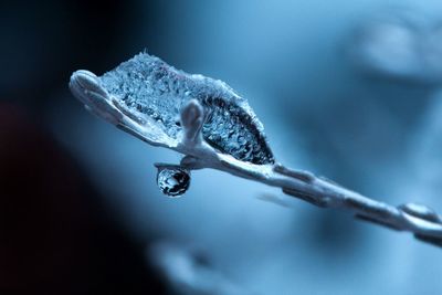 Close-up of frozen twig
