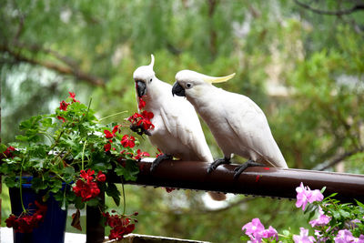 Beautiful cockatoos