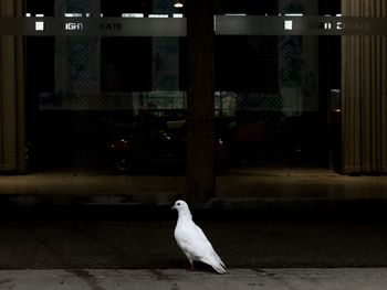 White bird perching on illuminated street light at night