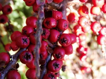 Close-up of red berries