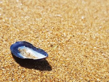 Close-up of pebbles on sand at beach