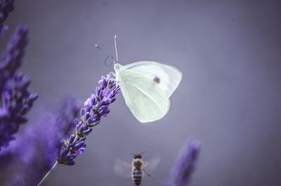 Close-up of butterfly pollinating on purple flower