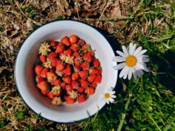 High angle view of flowers in container on field