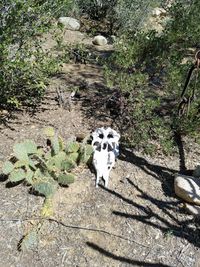 Plants growing in the dark