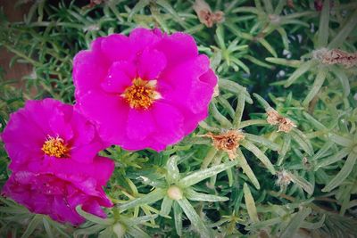 Close-up of pink flowers