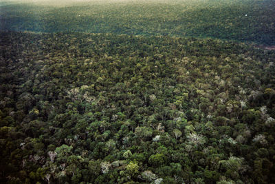 High angle view of plants growing on land