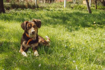 Portrait of dog relaxing on grass