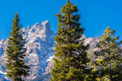 Low angle view of pine trees against blue sky